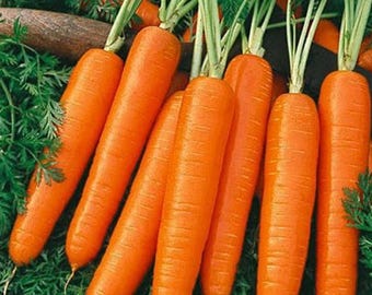 Semillas de zanahoria bolero francesa en pellets - ¡100 semillas! ¡EE. UU.! ¡Únicas! ¡Fáciles de plantar! ¡Dulces! ¡Crujientes!