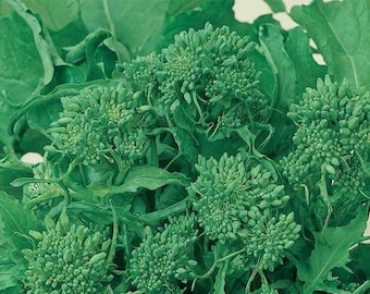 Organic Broccoli Raab - Spring Rapini seeds - Delicious, Veggie, USA !! One gram Approx 300+ seeds