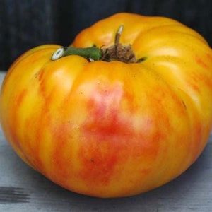 10 Heirloom Gold Medal tomato seeds - Grown in USA - Beautiful !! Juicy !! Specialty ! 2024 !