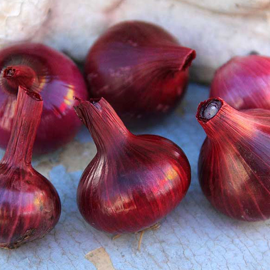 Organic Red Cipollini Onion Seeds Half Gram 100 Seeds Beautiful Sweet Grown/harvested in USA Etsy