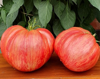 20 Organic Pink Jazz tomato seeds - Beefsteak ! Striped ! Juicy ! Sweet ! Tasty ! USA !