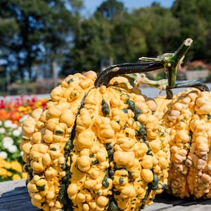 10 Kettle Corn specialty pumpkin seeds - Unique ! Halloween ! Fall ! USA ! Warted !