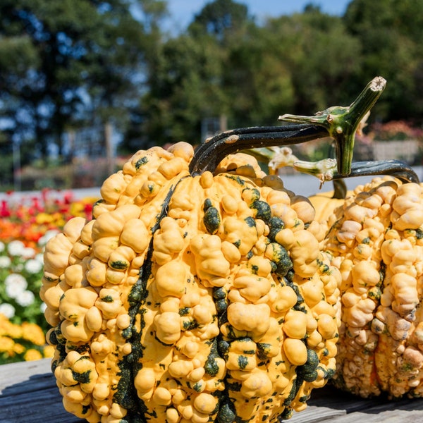 10 Kettle Corn specialty pumpkin seeds - Unique ! Halloween ! Fall ! USA ! Warted !