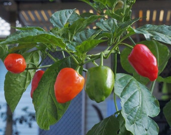 10 Premium Peppadew Malawai pepper seeds - Sweet/Spicy !! Grown and Harvested in USA !!