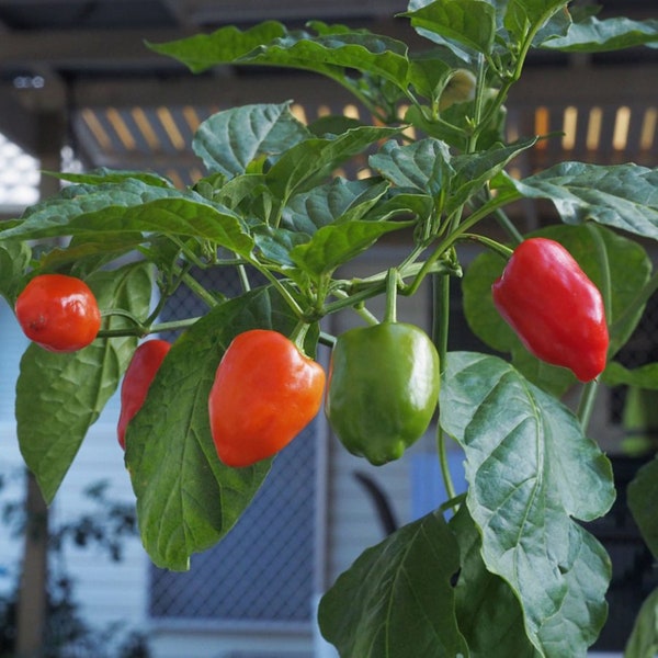 10 Premium Peppadew Malawai pepper seeds - Sweet/Spicy !! Grown and Harvested in USA !!