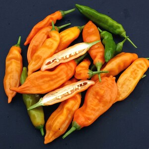 10 semi di peperoncino peruviano Aji Mango Premium - Fruttato/Piccante!! Coltivato/Raccolto negli USA. Unico!