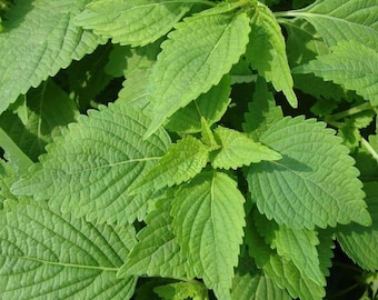 Heirloom Green Shiso (Perilla) - Approx 250 Seeds One gram! Asian ! Cooking ! Tasty ! Fresh ! Herb !