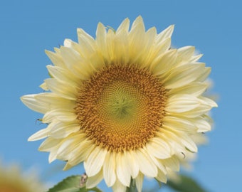 Sunflower - 10 Procut White Lite premium flower seeds - USA ! Stunning ! Specialty ! Unique !