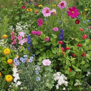 Premium Cottage Garden mix flower seed - Beautiful ! Grown in USA ! Stunning !