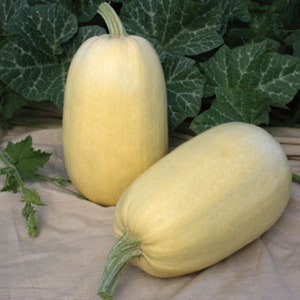 10 ekologiska spaghetti squashfrön - Icke-GMO - Odlade/Skördade i USA! 2024! Smakrika! Hälsosamma!