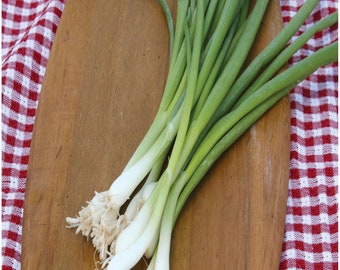 Heirloom Tokyo Long bunching onion seeds - Tasty ! Fresh ! Green onion ! Grown in USA !!