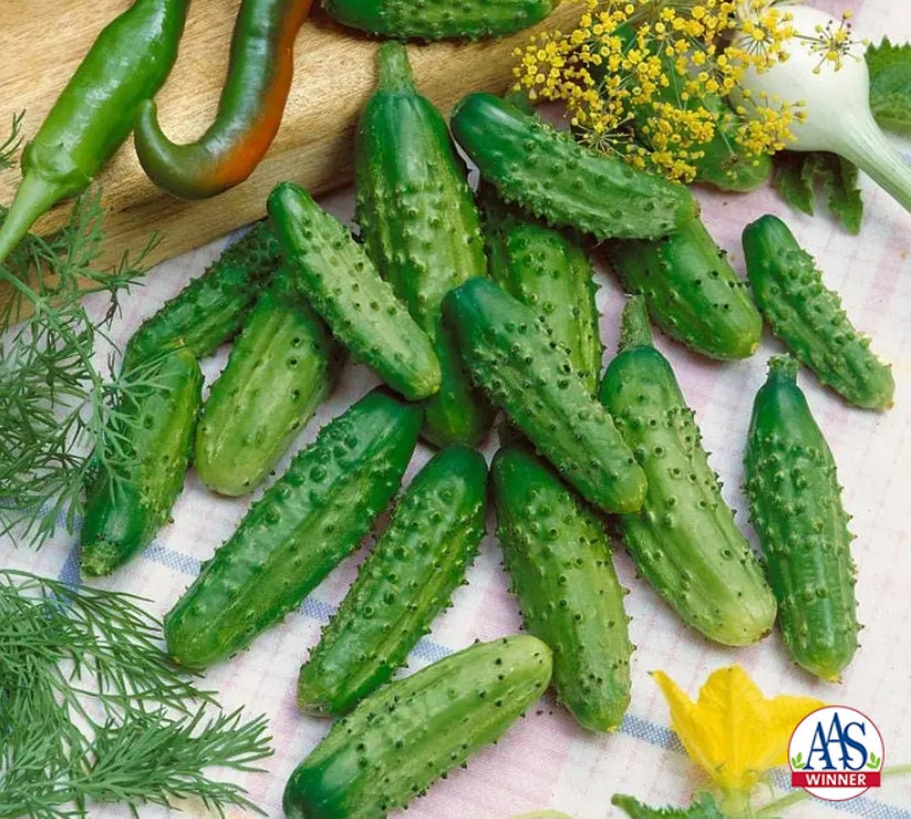 10 Parisian Gherkin cucumber seeds - Grown in USA! Great pickles! Tasty! Tiny! Specialty! Gourmet!