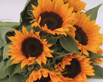 10 Premium Zohar Sunflower seeds - Unique ! Specialty ! Grown in USA !! Stunning !