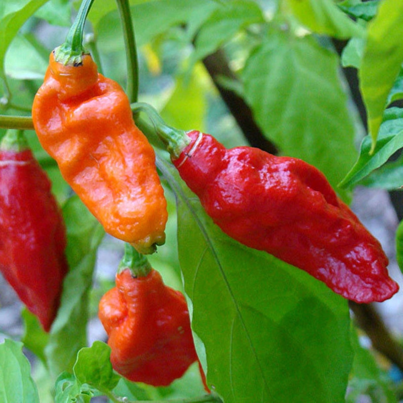 10 Premium Red Brazilian Ghost Pepper Seeds Etsy