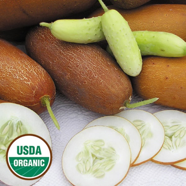 10 Organic Poona Kheera cucumber seeds - Free Ship - Grown/Harvested in USA - Unique !!