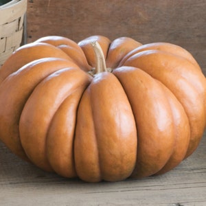 10 Heirloom Fairytale pumpkin seeds - Tasty ! French ! Large ! Cooking !
