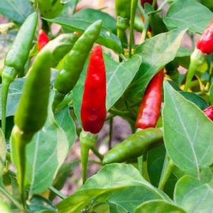 10 Thai Dragon hot pepper seeds - Grown in USA ! Spicy ! Asian ! Specialty ! Hot !
