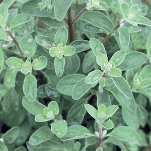 Sweet Marjoram - one half gram - Fresh ! Delicious ! Grown/Harvested in USA !!