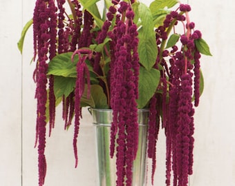 Premium Amaranthus flower seed - Love Lies Bleeding - Stunning ! Beautiful ! Grown in USA ! 2024 !