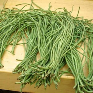 Organic, brown seeded, Yard Long bean seeds - Healthy Tasty ! Asian ! Asparagus bean ! Green podded !