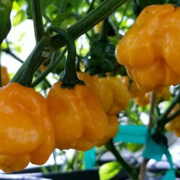 10 MOA Yellow Scotch Bonnet pepper seeds - Very hot !! Grown and Harvested in the US Premium seed