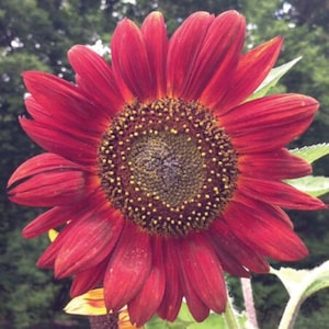 Premium Velvet Queen Sunflower seed - Stunning ! Grown in USA ! Beautiful ! Gardening !