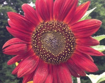 Premium Velvet Queen Sunflower seed - Stunning ! Grown in USA ! Beautiful ! Gardening !