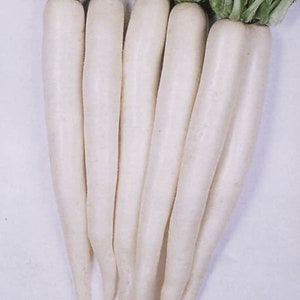 Heirloom Tokinashi All Season Radish seed - Asian ! Tasty ! Crisp ! Sweet ! 130 Seeds One gram ! 2024 !