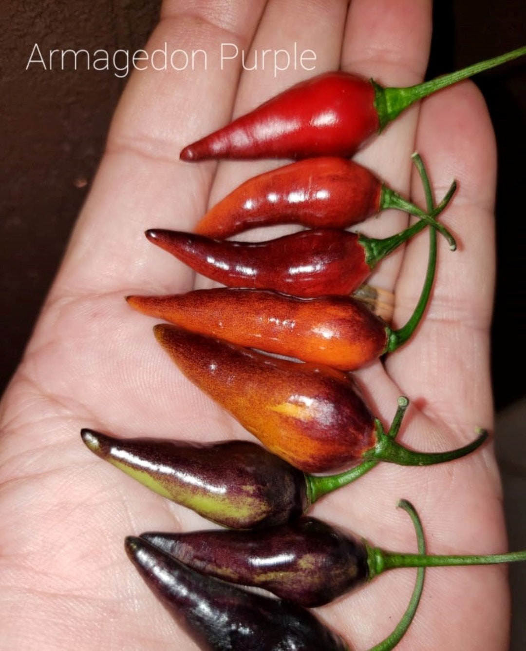 10 Premium Armageddon Purple Pepper Seeds Atomic Hot Unique Specialty
