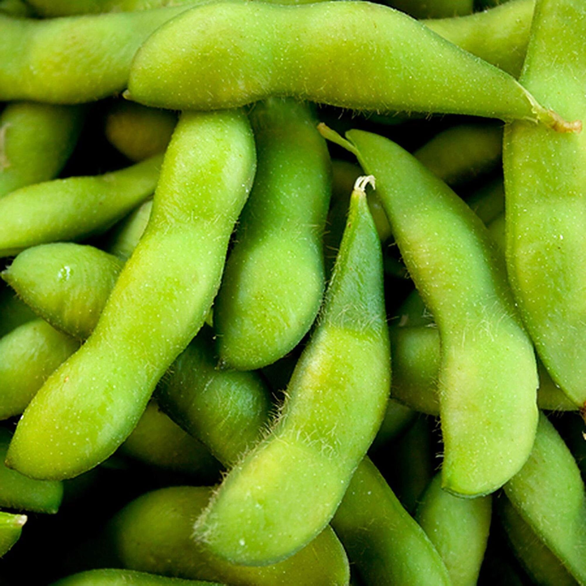 Midori giant soybean