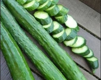 10 Japanese Long cucumber seeds - Tasty ! Sweet ! Crisp ! Burpless ! Low seeds !