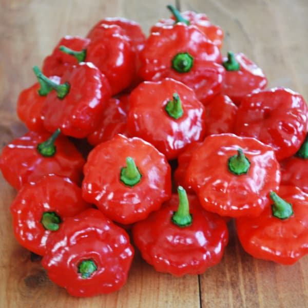 10 Sweet Bonnet Pepper zaden ! Gratis verzending ! VERENIGDE STATEN VAN AMERIKA!