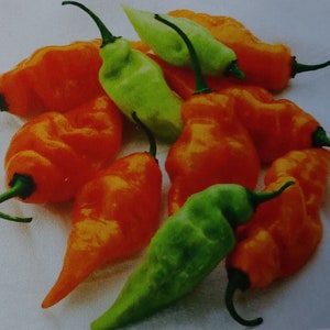 10 Habanada &quot;Heatless&quot; Habanero pepper seeds - Delicious ! Tropical ! Grown and Harvested in USA !!