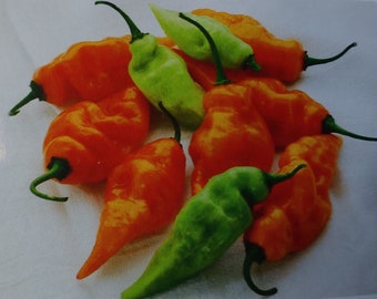 10 Habanada "Heatless" Habanero pepper seeds - Delicious ! Tropical ! Grown and Harvested in USA !!