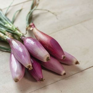 Puede incluir: Un manojo de chalotas frescas de color púrpura con tallos verdes. Las chalotas están dispuestas en forma de abanico, con los bulbos mirando hacia la cámara.