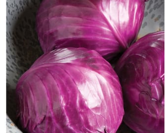 Ruby Perfection Red cabbage seeds - Free ship - Grown in USA - Half gram Approx 100+ seeds