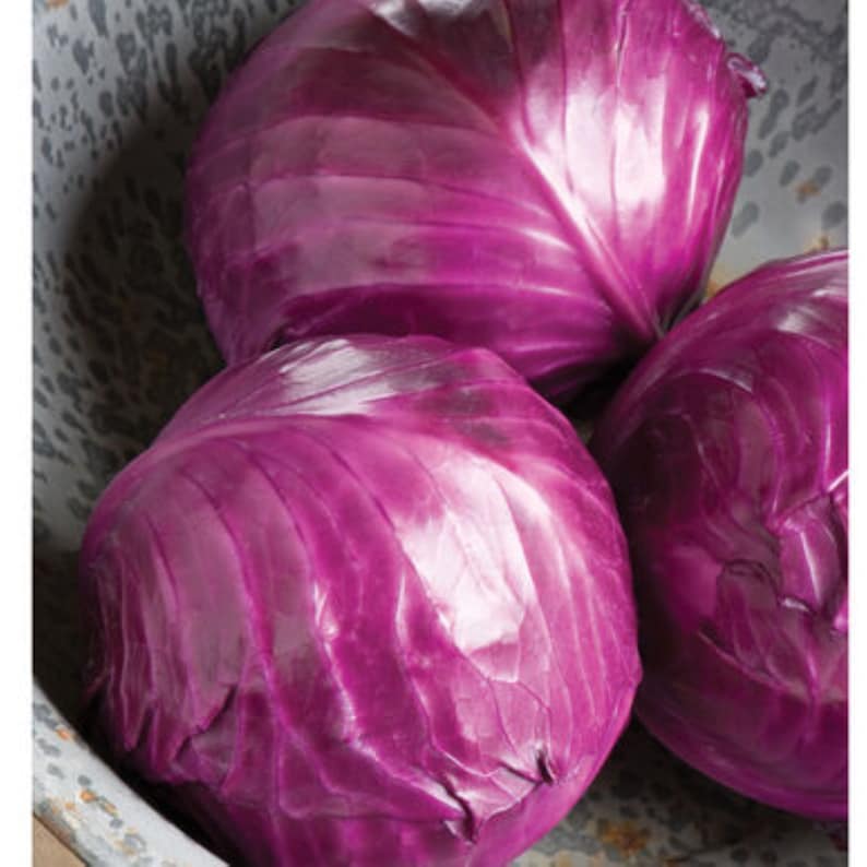 Ruby Perfection Red Cabbage Seeds Free Ship Grown in USA Etsy
