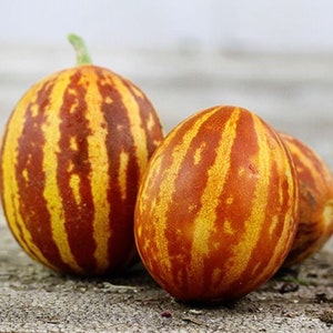 10 Melonenkerne - der Klassiker! Saftig !! Gewachst in USA !! Besonderheit ! Einzigartig !