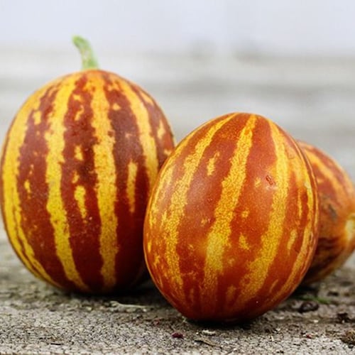 Early Moonbeam Watermelon Seeds - Grown in Nova Scotia Canada