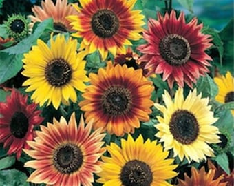 Premium Autumn Beauty Sunflower seed - Stunning ! Grown in USA ! One gram ! 25 seeds !