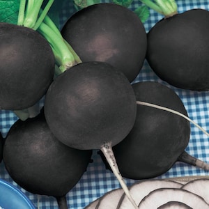 May include: Close-up of several black radishes on a blue and white checkered surface. The radishes are round and smooth, with a dark, almost black skin.