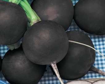 Semi biologici di ravanello nero spagnolo Nero Tondo - Coltivati negli USA - Un grammo! Unici!! Gustosi! Piccanti!