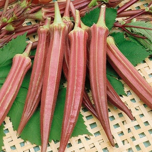 40 Heirloom Jing Orange Okra seeds - Fresh ! Tasty ! USA ! Beautiful ! Specialty !