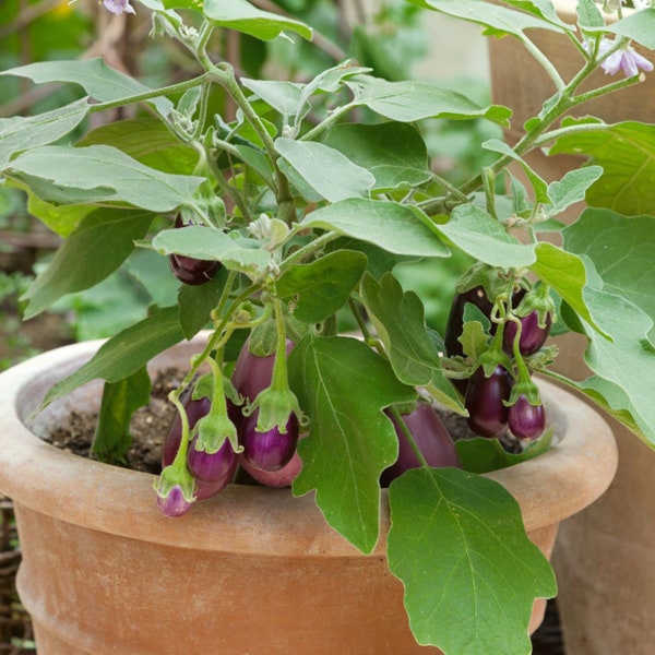 10 Patio Purple Bush Eggplant seeds - Dwarf ! Tasty ! USA ! Patio grow !