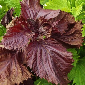 Lila / Rot Shiso (Perilla) Kraut Samen - Asiatisches Kraut, lecker, USA, 1/2 Gramm 100+ Samen ! Besonderheit !