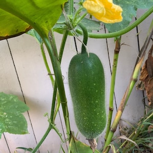 10 Fong Show Jointed Gourd - Asian ! Specialty ! Winter Melon Wax Gourd USA !!
