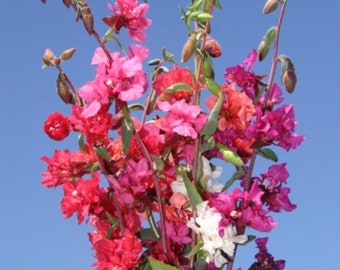 Clarkia - Mountain Garland mix - Premium flower seed - Beautiful ! Grown in USA