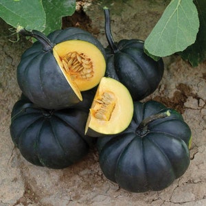 May include: A group of four dark green acorn squash, two of which are cut open to reveal the yellow flesh and seeds.