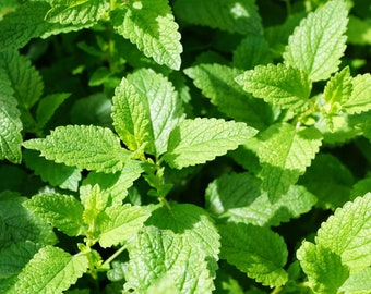 Mint seeds - Herb ! USA ! 100 seeds ! Cooking ! Medicinal ! Fresh ! Tasty !