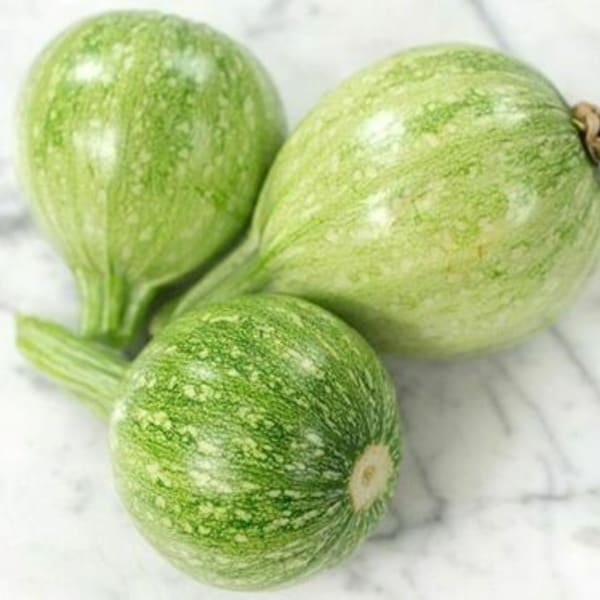 10 French heirloom Ronde de Nice squash seeds - Unique ! Delicious ! Grown/Harvested in USA !